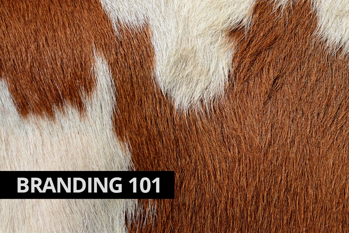 Logo Design Company Windsor Cowlick Studios